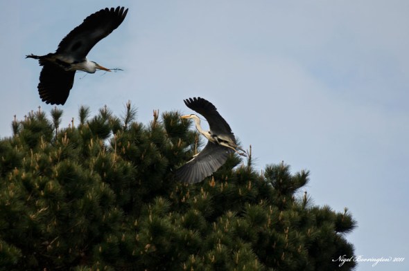 Herons