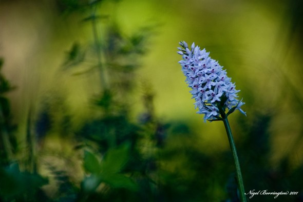 Early Marsh Orchid