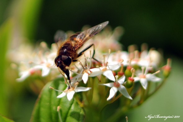 syrphus ribesli - hover fly