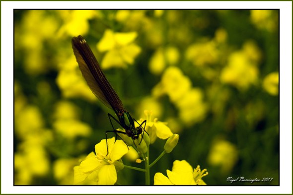 Downey Emerald Dragonfly