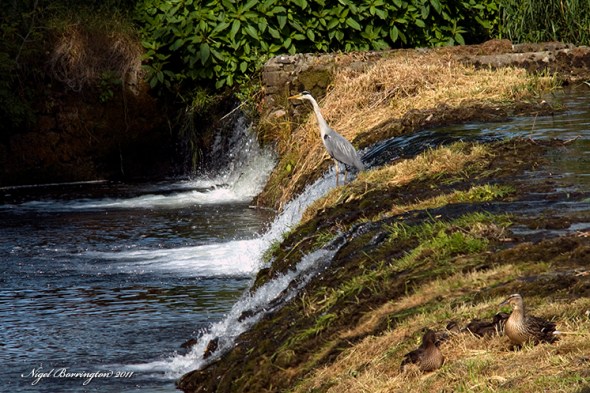 Kings river, kells, Co Kilkenny