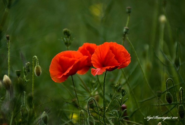 Poppies Poppies, Kells Co.Kilkenny