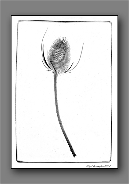 Photographic Art - Scanner art