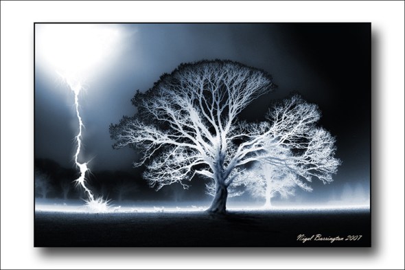 Trees at Coolagh in lightning