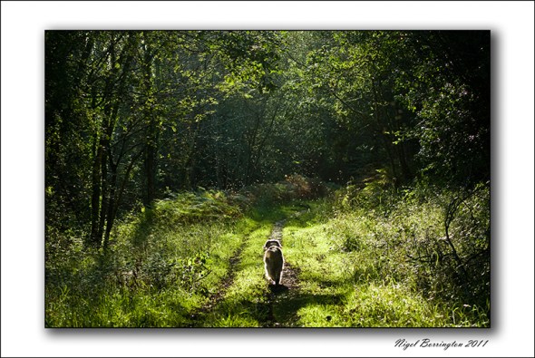 Evening_Walk_In_ballykeefe_Molly An_Evening_Walk_In_ballykeefe