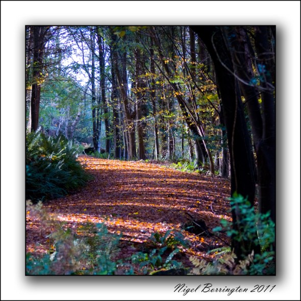 Glen Patrick Clonmel, Autumn 2011