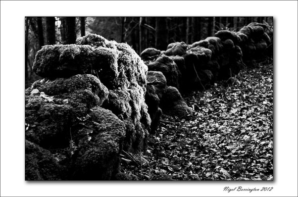 Kilkenny_woodlands_201207 National tree week