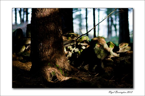 Kilkenny_woodlands_201210