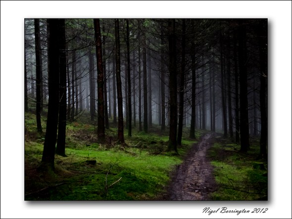 Kilkenny_woodlands_201216