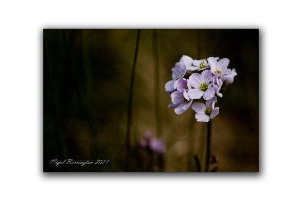 Cuckoo flower