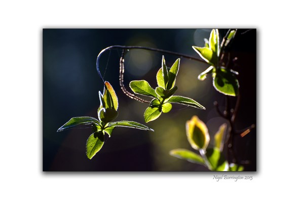 Earth the birth of  life