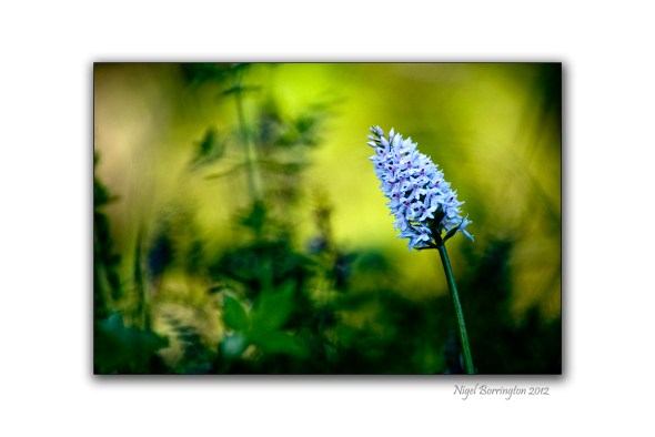 Earth the birth of new life