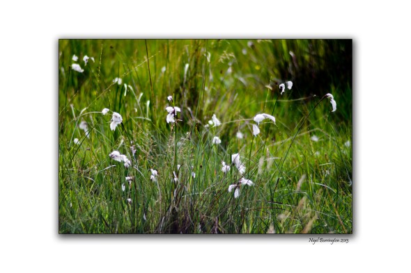 Bog cotton