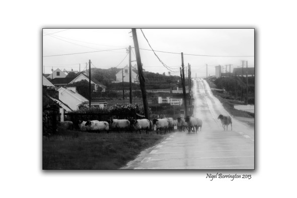 Bringing in the sheep