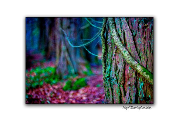 Pagan tree beliefs trees