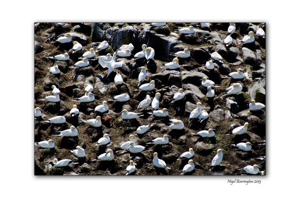 Saltees, Gannets 261