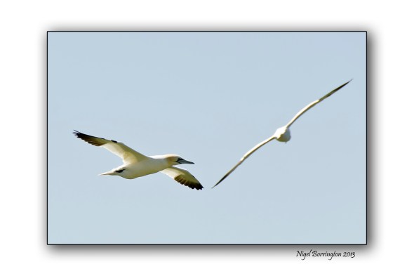 Saltees, Gannets 262