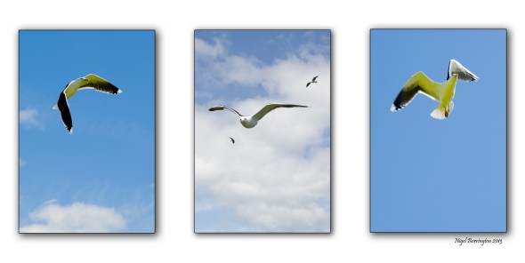 saltees GREAT BLACK BACKED GULLs