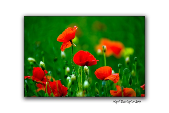 The poppy in history 2