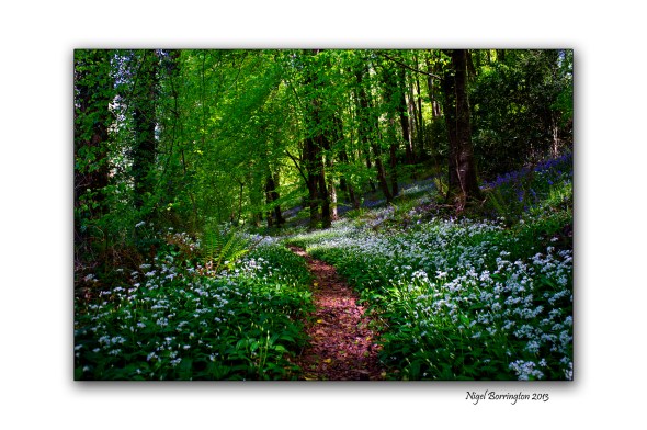 Bluebells and Wild Garlic 1