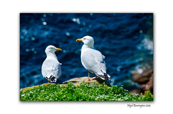 Great black backed gulls