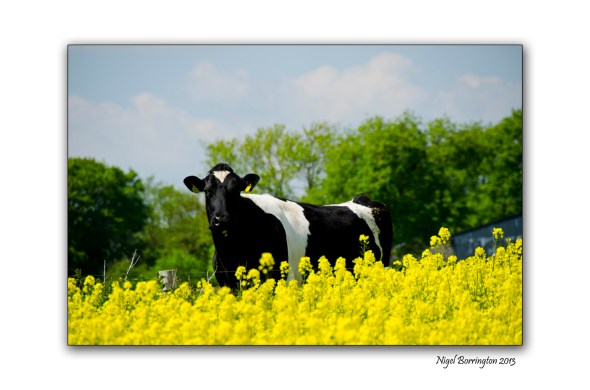 Kilkenny Landscape photography 3
