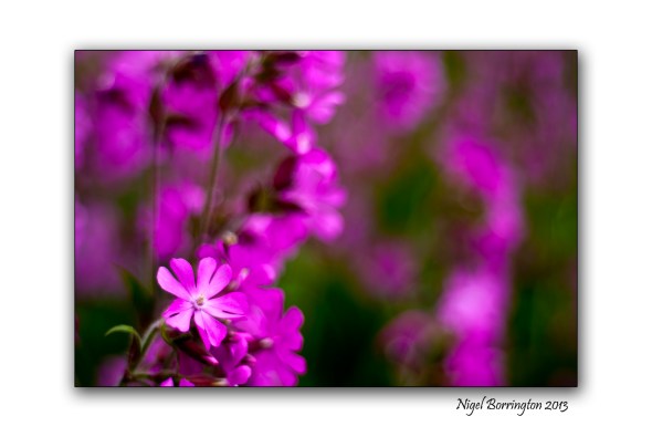 Kilkenny photography spring flowers