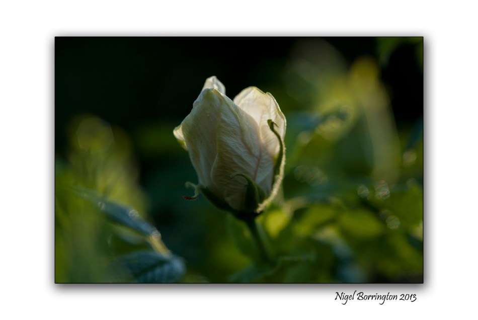 rose buds 2