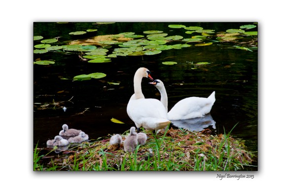 Swan family