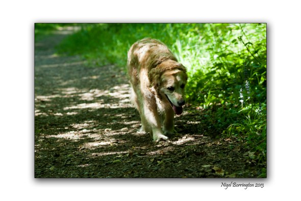 A morning walk for molly 3