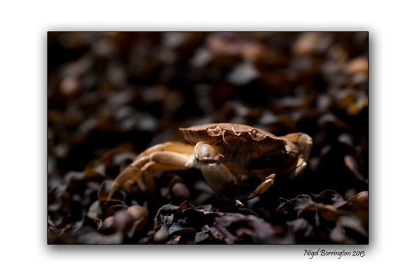 galway crab shells 1