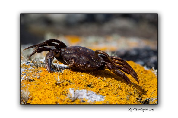 galway crab shells 2