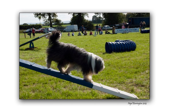 Images from a Dog show 3