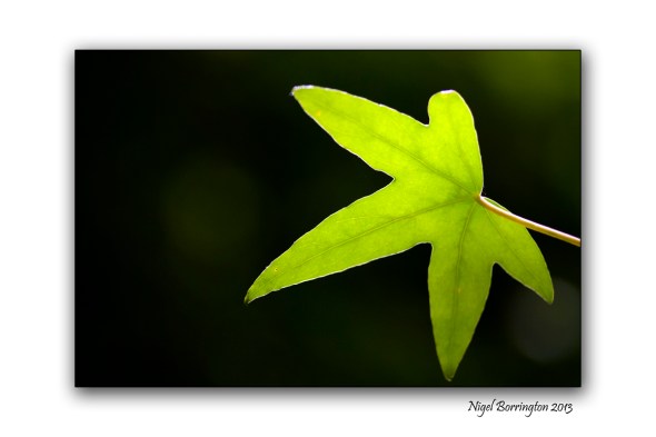 Irish nature photography 1