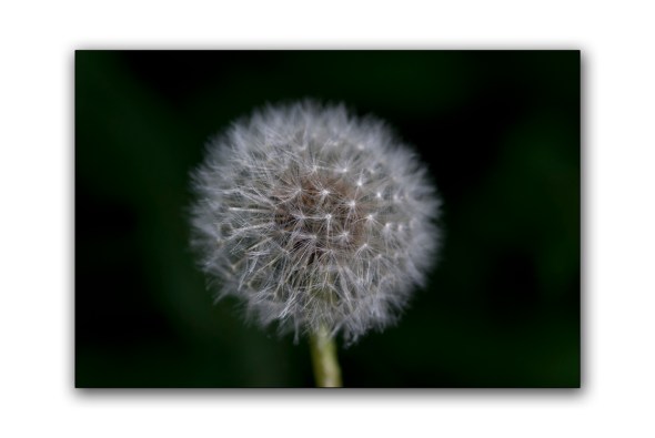 Irish nature photography 3