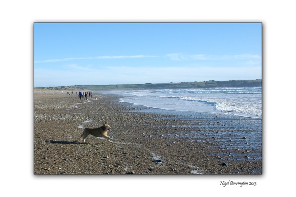 Molly's morning at the beach