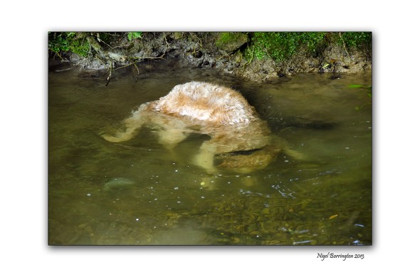 Our dog Molly should have been an otter 2