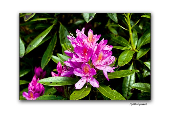 When Rhododendron Bloom at the Vee 101
