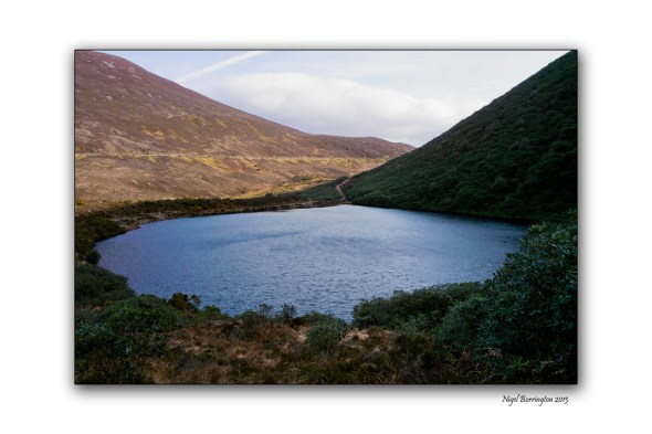 When Rhododendron Bloom at the Vee 12