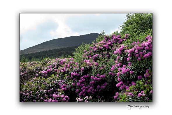 When Rhododendron Bloom at the Vee 2