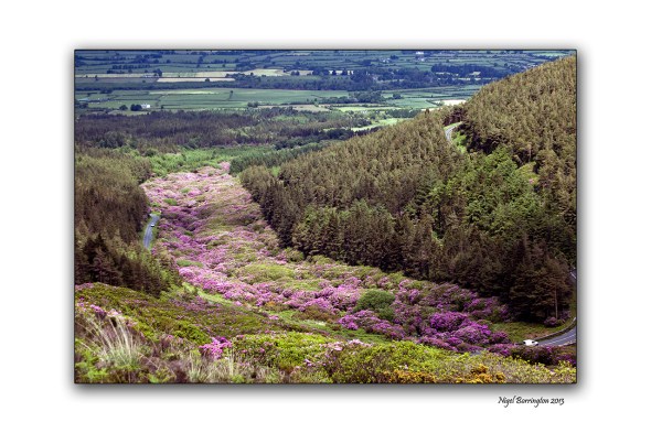 When Rhododendron Bloom at the Vee 3