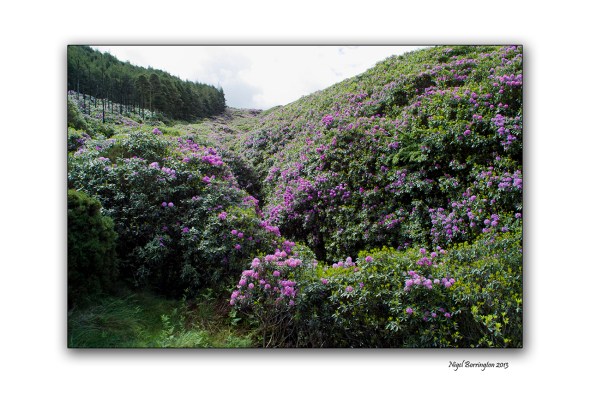 When Rhododendron Bloom at the Vee 6