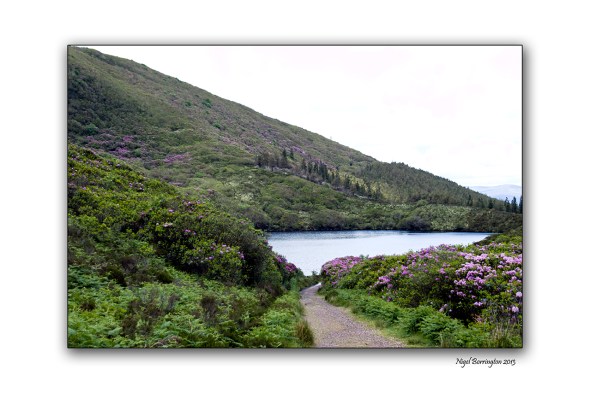 When Rhododendron Bloom at the Vee 7