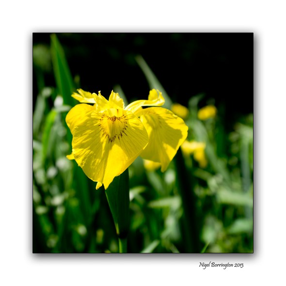 Yellow Iris Iris pseudacorus Flower