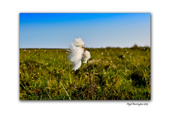 bog cotton fields 6