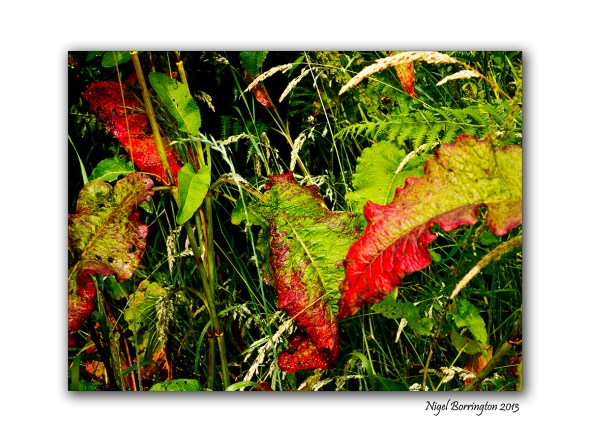 Canon G1x landscape 2