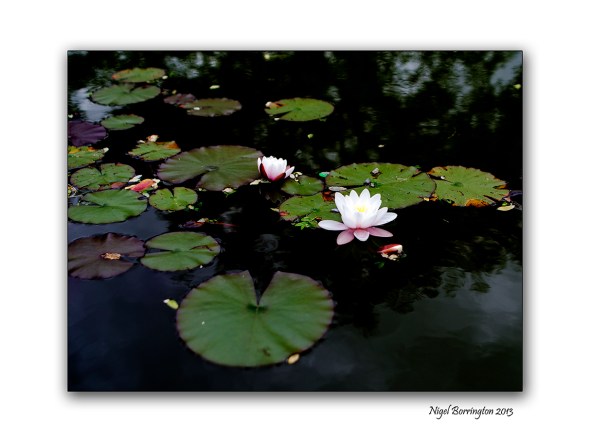 Water Lilies 2