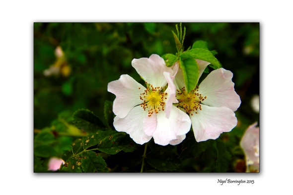 Wild rose heads on the banks of the river suir