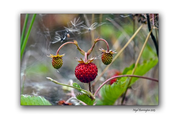 wild Strawberries 2