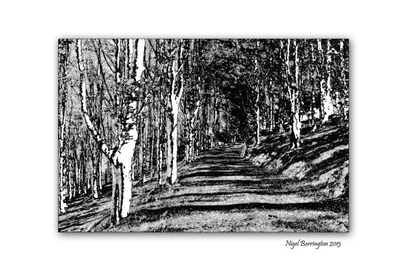 Woodland to Lino cuts image 8
